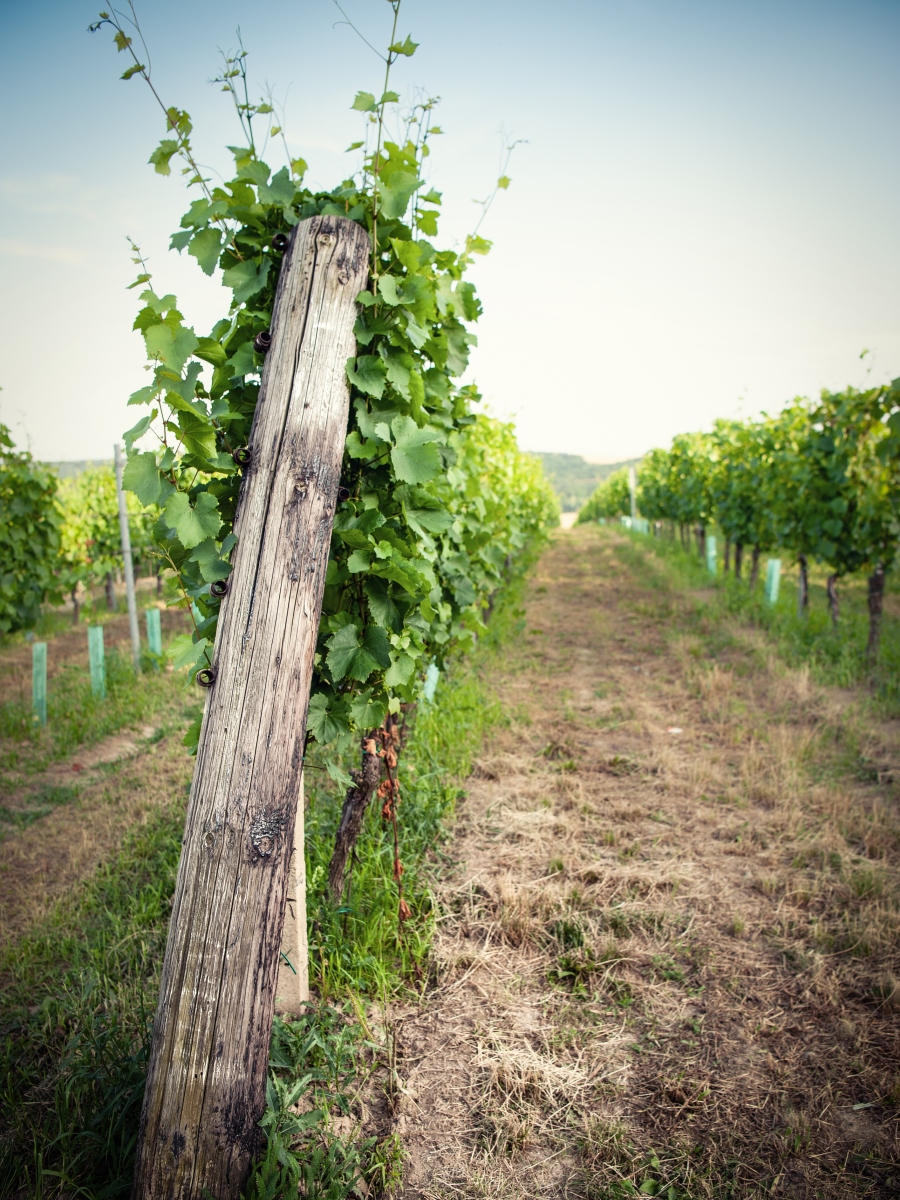 Vinice blízko Perné na Pálavě