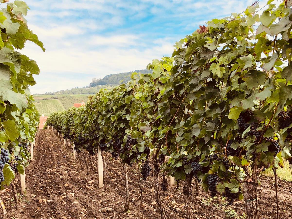 Vinice v okolí Perné na Pálavě