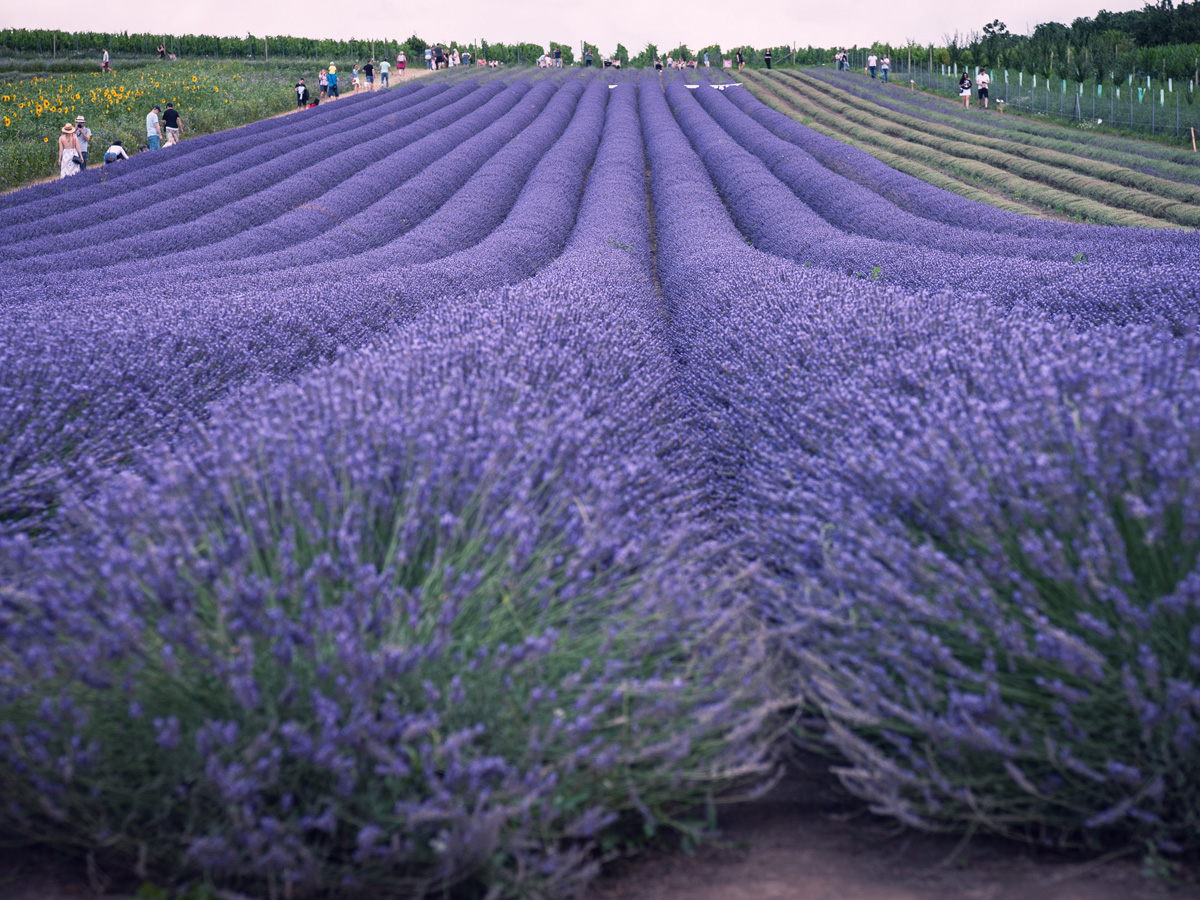 Zážitky v okolí apartmánu Aurélius na Perné